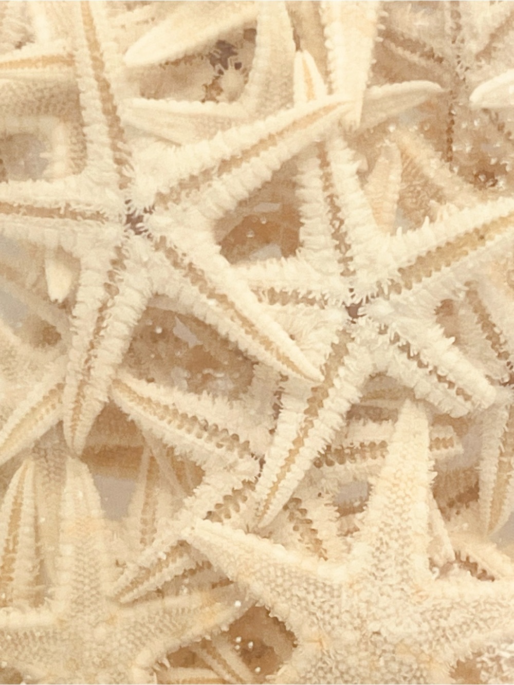 Genuine Real Mini Starfish for Crafts Crafting Resin Wedding Nautical Tabletop